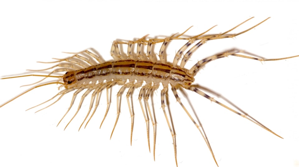 Scutigera coleoptrata